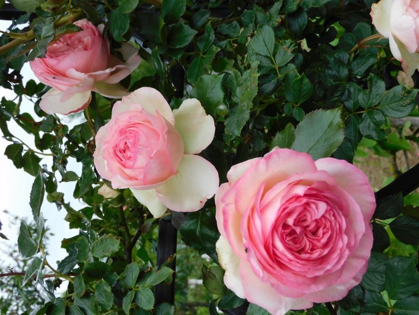  - Trandafiri urcatori 2020