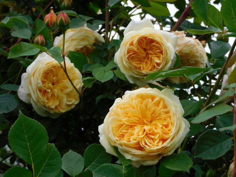  - Trandafiri urcatori 2020