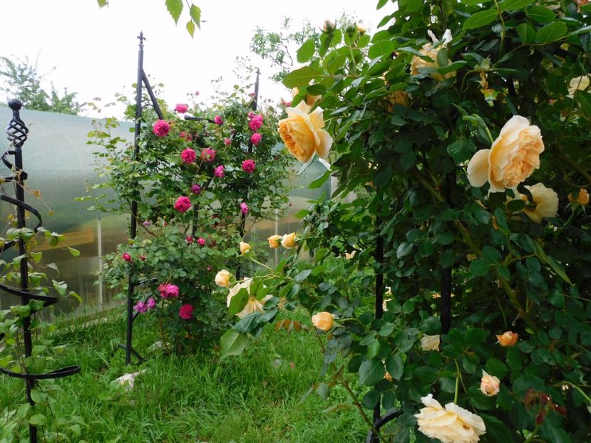  - Trandafiri urcatori 2020