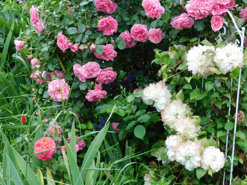  - Trandafiri urcatori 2020