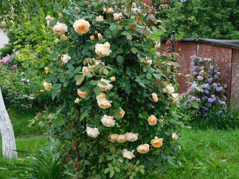  - Trandafiri urcatori 2020