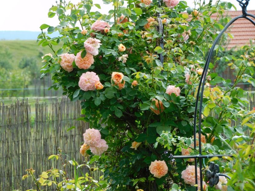  - Trandafiri urcatori 2020