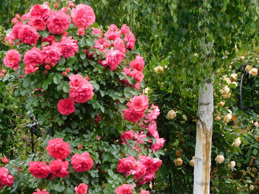  - Trandafiri urcatori 2020