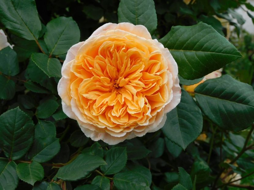  - Trandafiri urcatori 2020