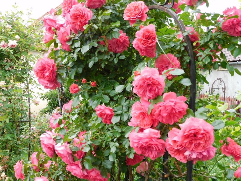  - Trandafiri urcatori 2020