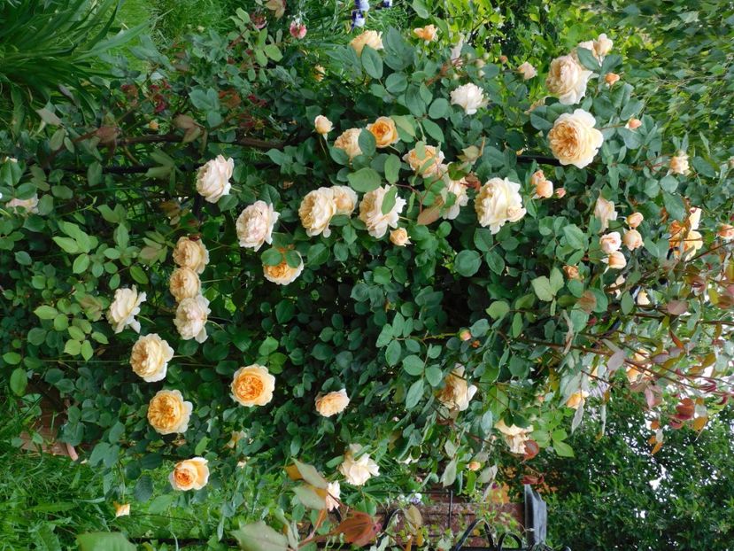  - Trandafiri urcatori 2020