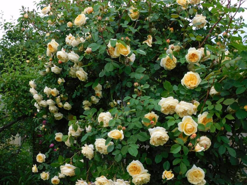  - Trandafiri urcatori 2020