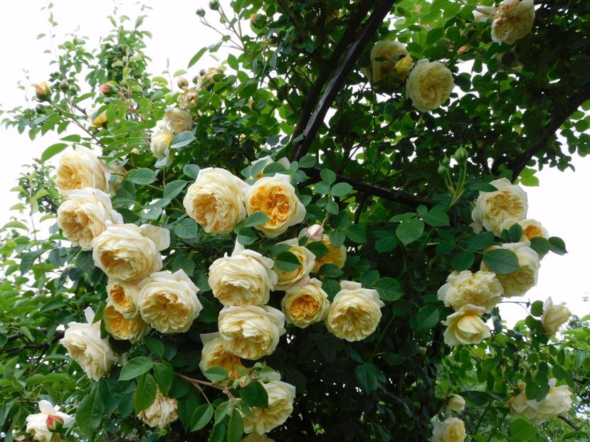  - Trandafiri urcatori 2020