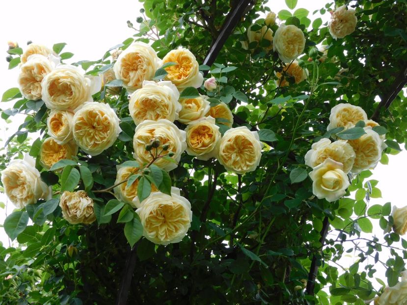  - Trandafiri urcatori 2020