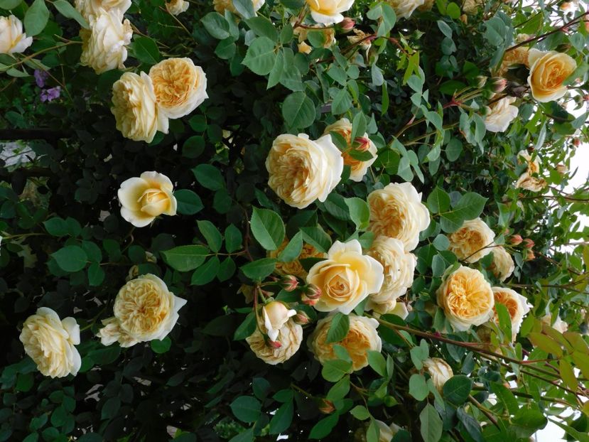  - Trandafiri urcatori 2020