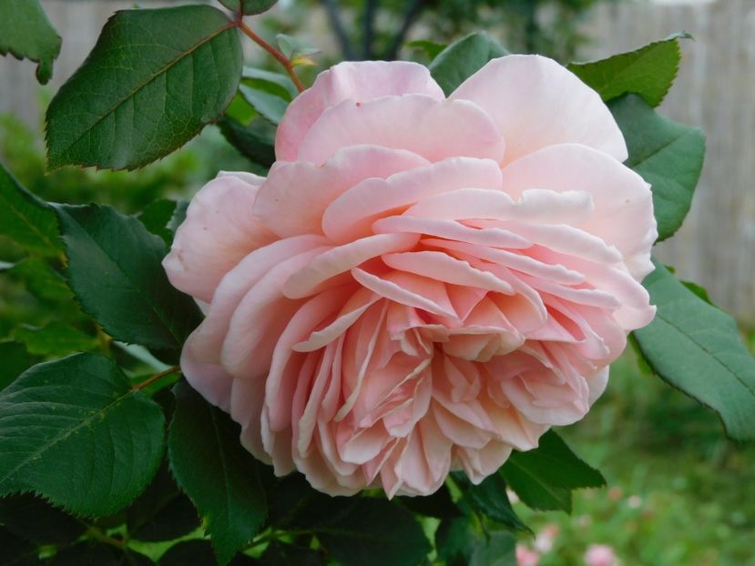  - Trandafiri urcatori 2020