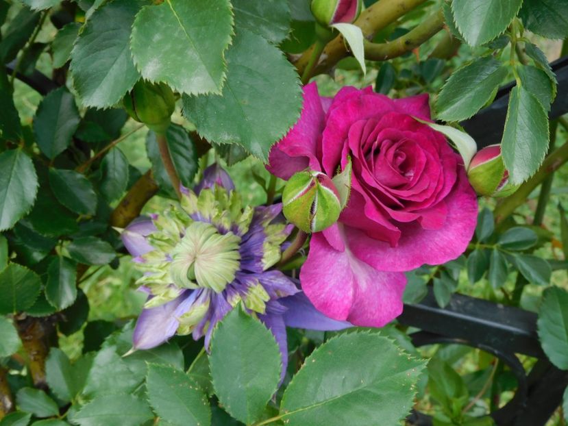  - Trandafiri urcatori 2020