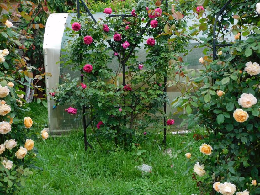  - Trandafiri urcatori 2020