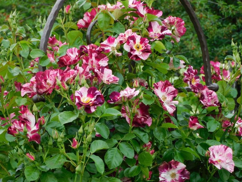  - Trandafiri urcatori 2020