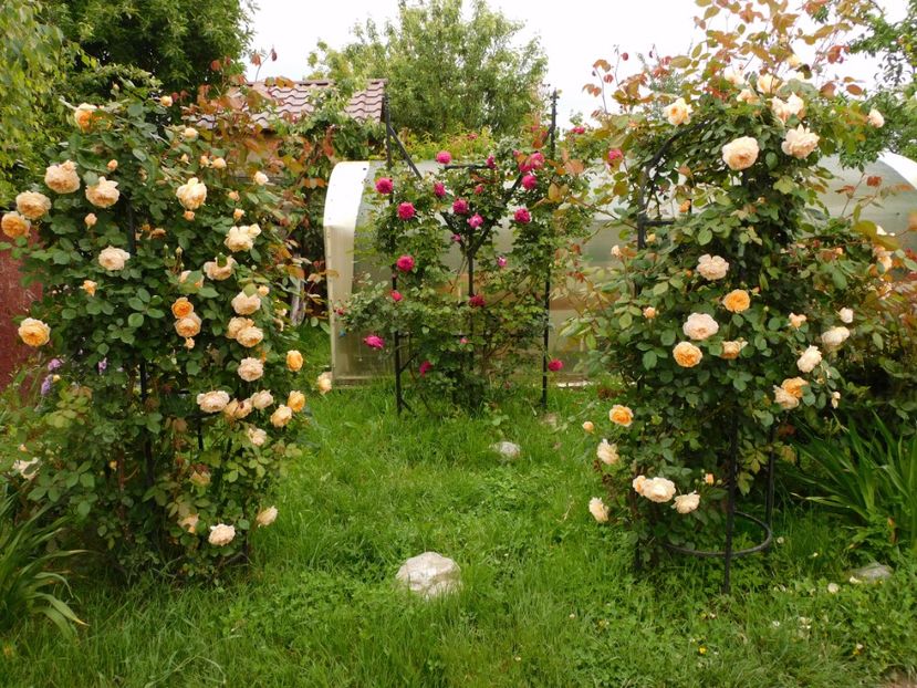  - Trandafiri urcatori 2020