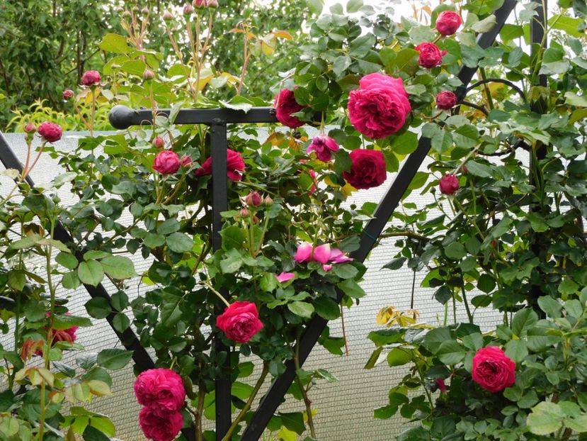  - Trandafiri urcatori 2020
