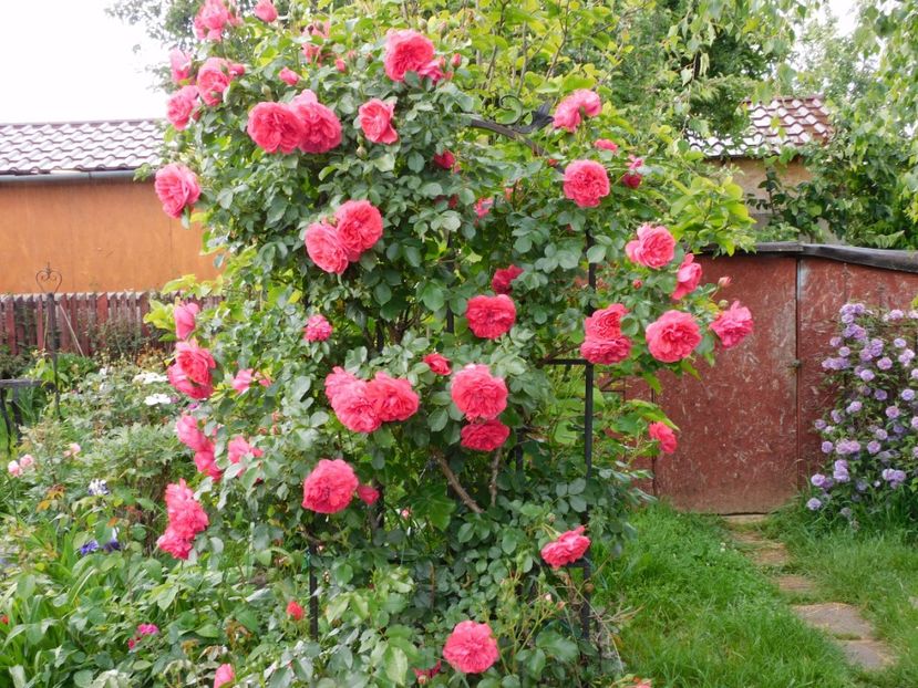  - Trandafiri urcatori 2020