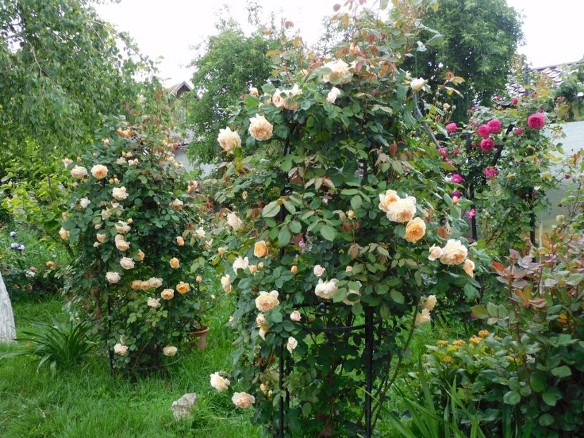  - Trandafiri urcatori 2020