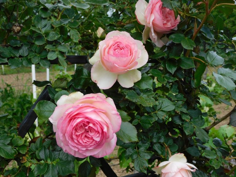  - Trandafiri urcatori 2020