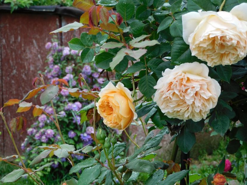  - Trandafiri urcatori 2020