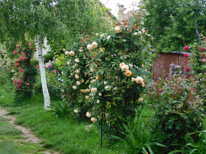  - Trandafiri urcatori 2020