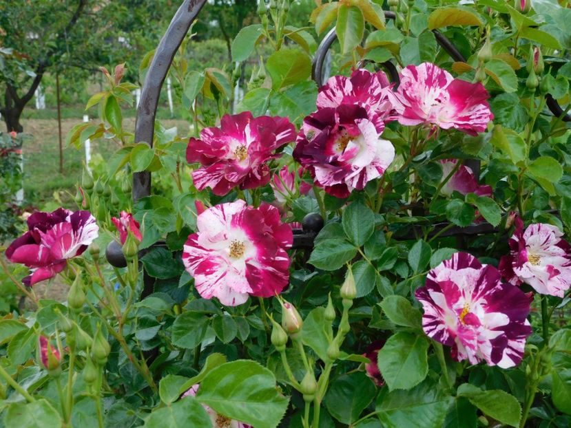  - Trandafiri urcatori 2020