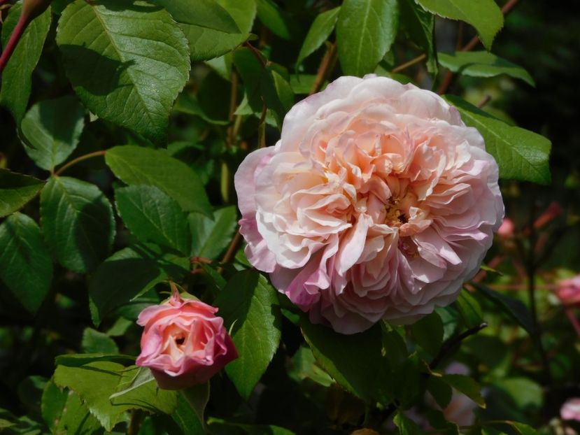  - Trandafiri urcatori 2020