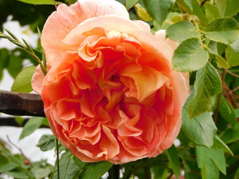  - Trandafiri urcatori 2020