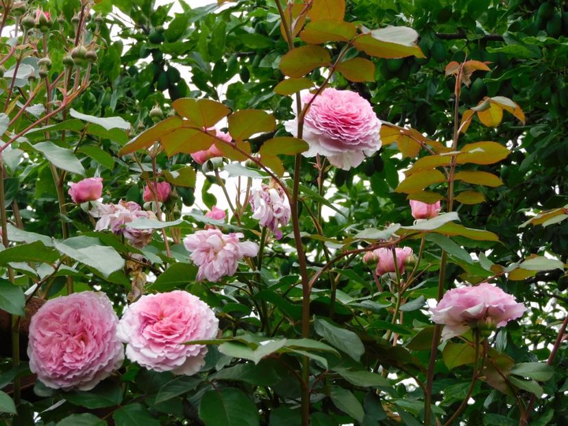  - Trandafiri urcatori 2020