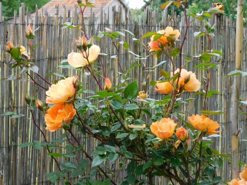  - Trandafiri urcatori 2020