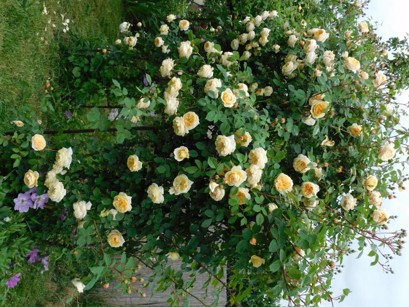  - Trandafiri urcatori 2020