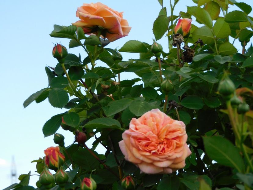  - Trandafiri urcatori 2020