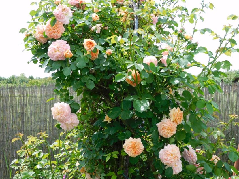  - Trandafiri urcatori 2020