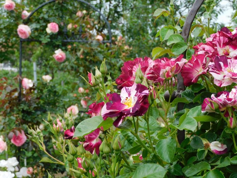  - Trandafiri urcatori 2020