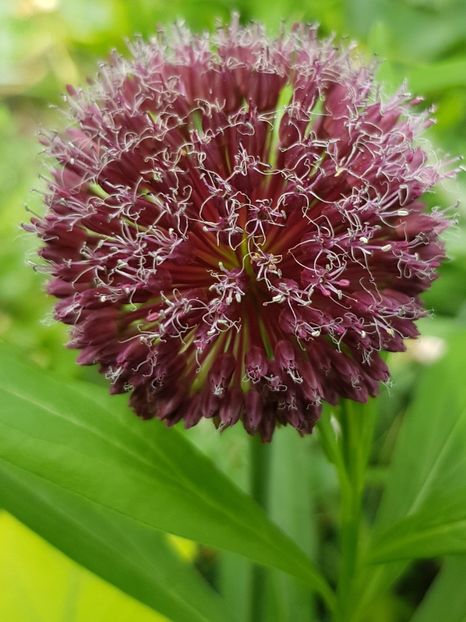  - Allium 2020 21 22