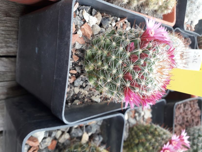 Mammillaria zeilmaniana - Cactusi înfloriti 2020