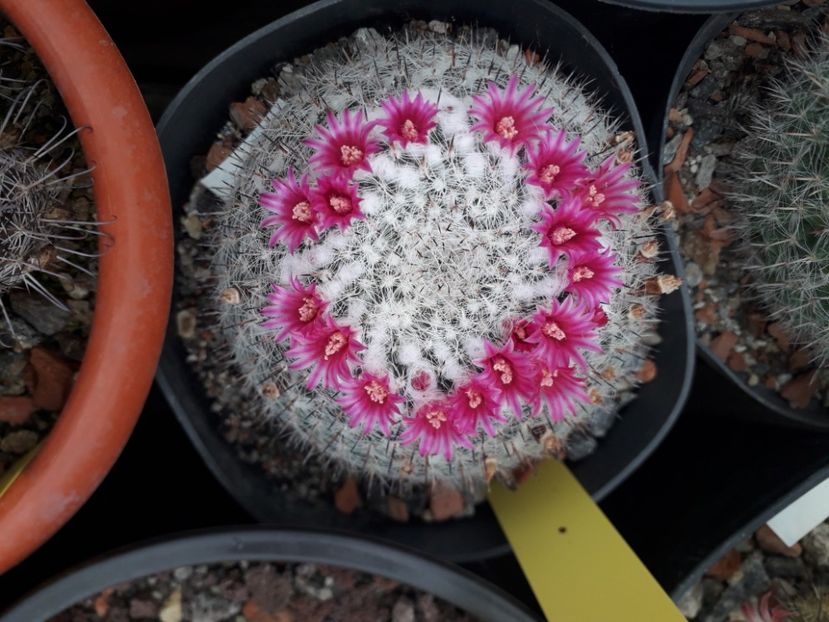 Mammillaria sp - Cactusi înfloriti 2020