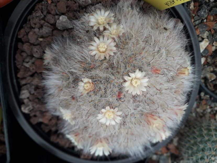 Mammillaria bocasana - Cactusi înfloriti 2020