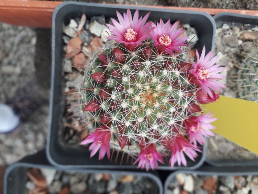 Mammillaria zeilmaniana - Cactusi înfloriti 2020