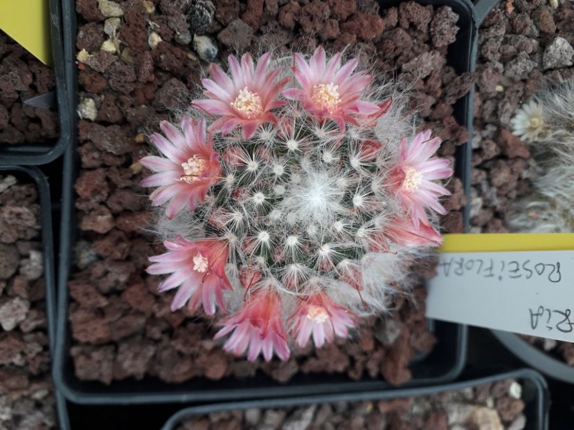 Mammillaria bocasana v roseiflora - Cactusi înfloriti 2020