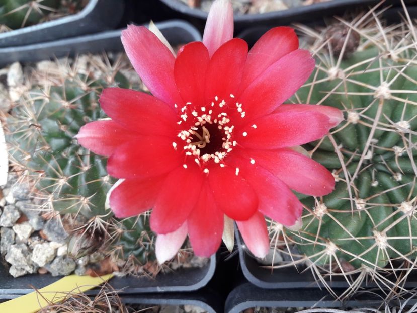 Lobivia - Cactusi înfloriti 2020