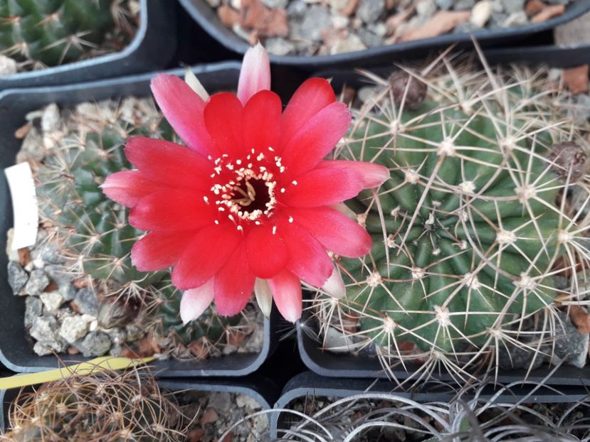 Lobivia - Cactusi înfloriti 2020