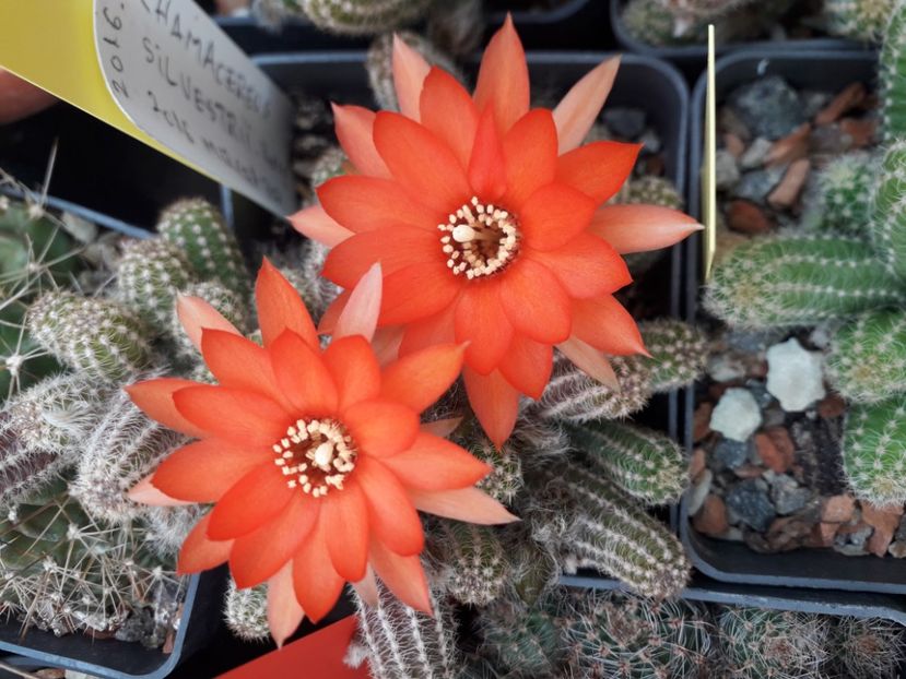 Chamacereus silvestrii - Cactusi înfloriti 2020