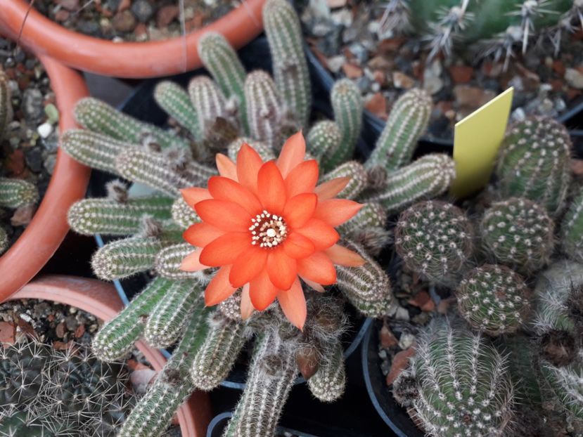 Chamacereus silvestrii - Cactusi înfloriti 2020