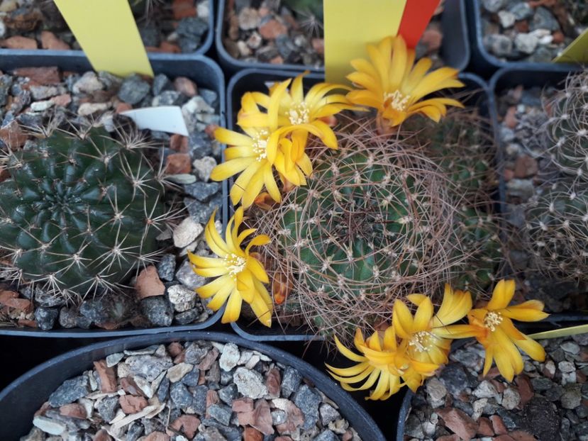 Lobivia fl portocalii - Cactusi înfloriti 2020