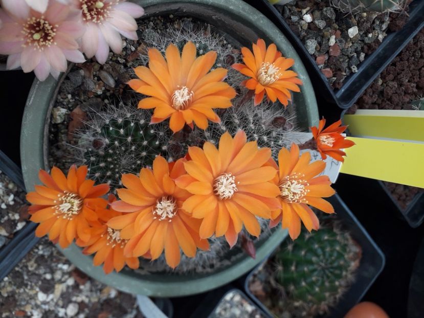 Rebutia senilis - Cactusi înfloriti 2020