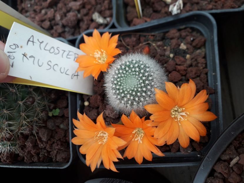 Aylostera muscula - Cactusi înfloriti 2020