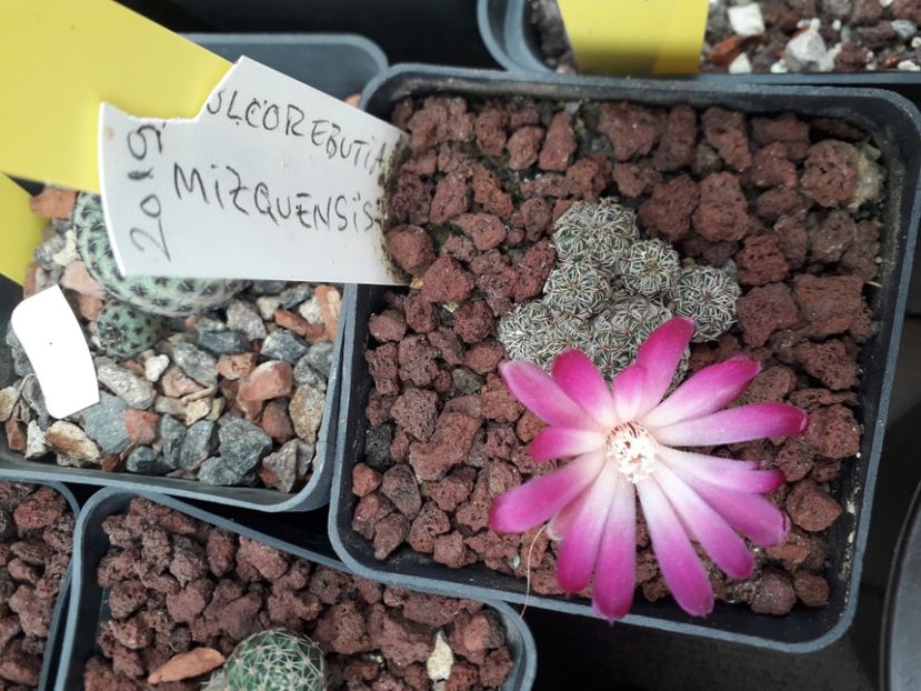 Sulcorebutia mizquensis - Cactusi înfloriti 2020