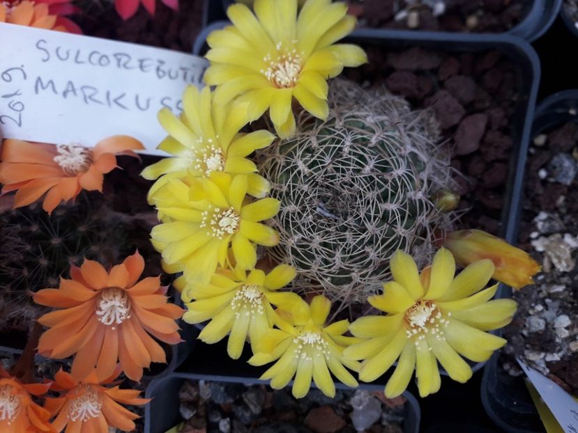 Sulcorebutia markussi - Cactusi înfloriti 2020