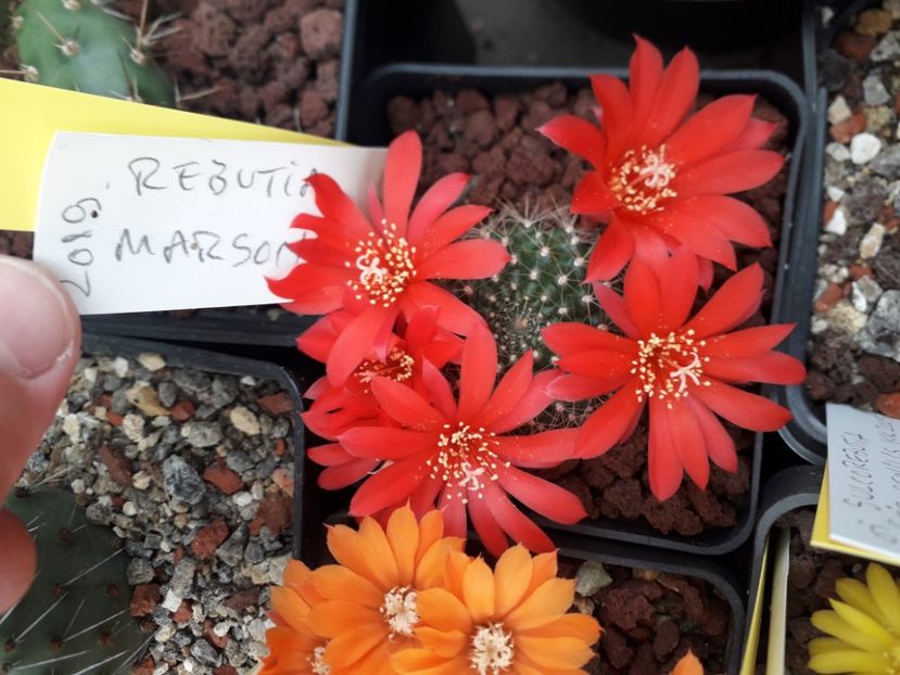 Rebutia marsonerii - Cactusi înfloriti 2020